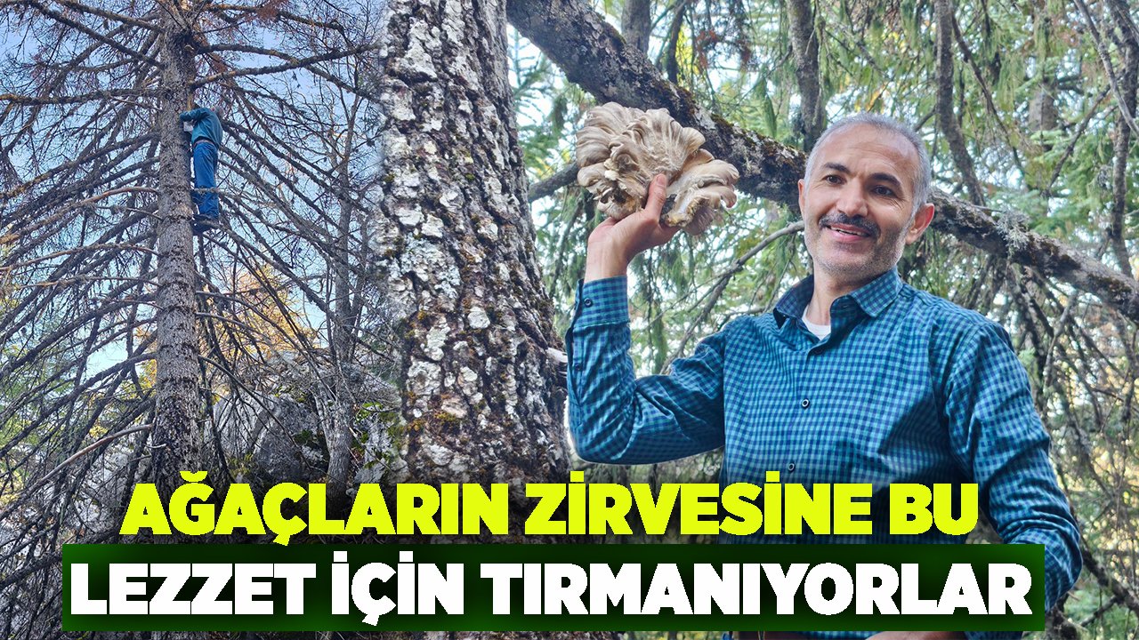 Konya'da ağaçların zirvesinde lezzet avlıyorlar