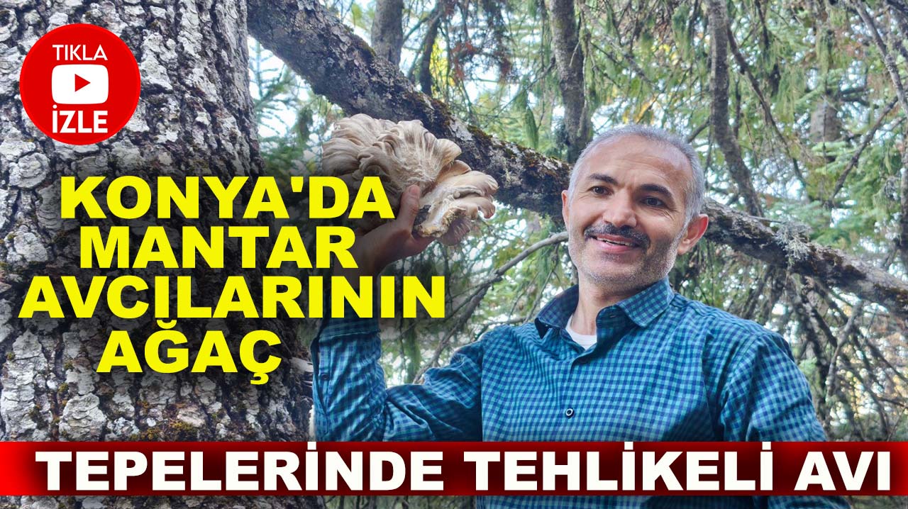 Konya'da mantar avcılarının ağaç tepelerinde tehlikeli avı!