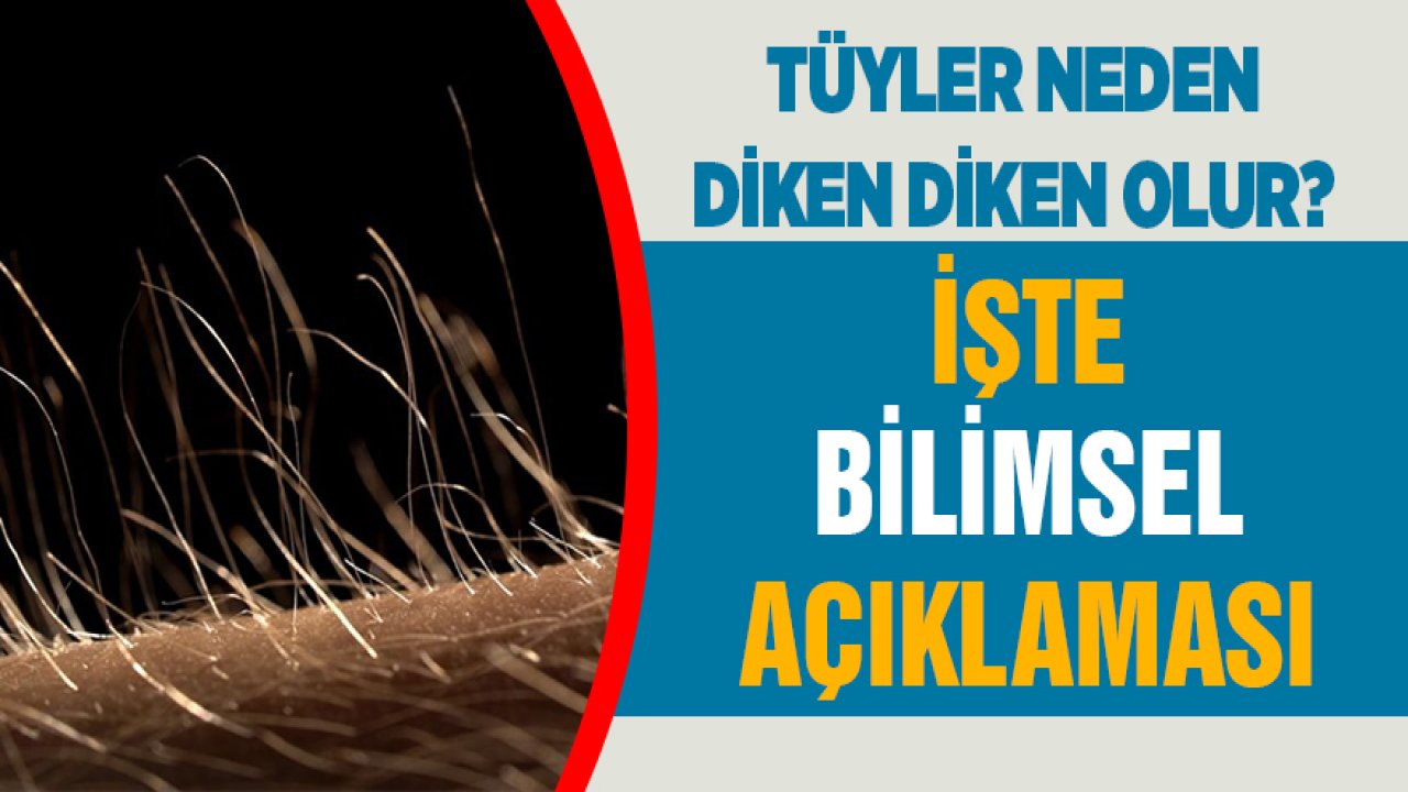 Tüyler neden diken diken olur? İşte tıbbi açıklaması