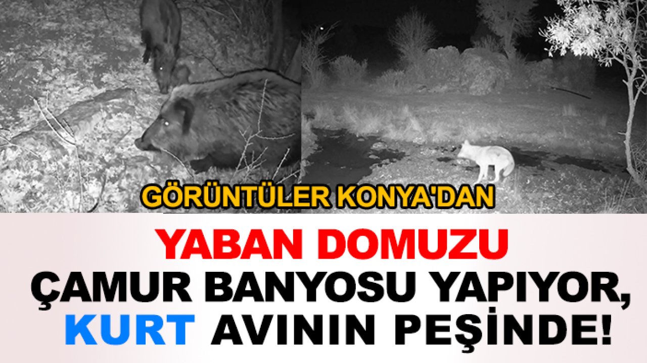Görüntüler Konya'dan: Yaban domuzu çamur banyosu yapıyor, kurt avının peşinde! Fotokapanlı kayıt