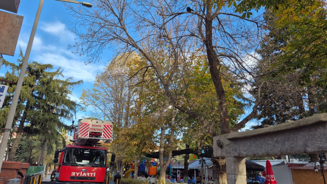 Konya'da ağaçta mahsur kalan kediye şefkat eli