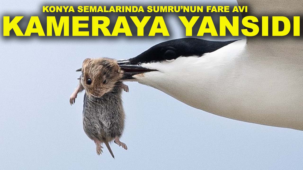 Konya semalarında Sumru’nun fare avı kameraya yansıdı!