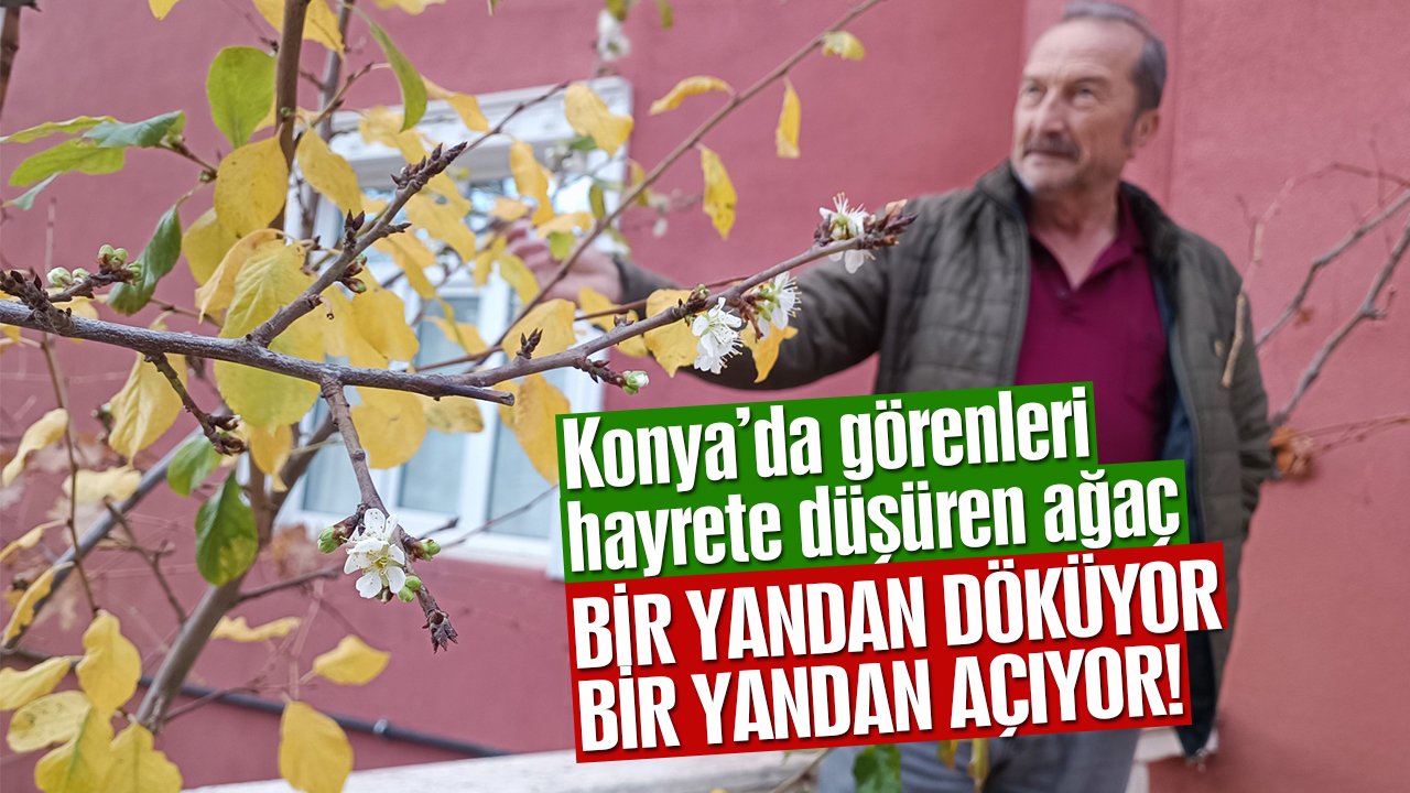 Konya’da mevsimi şaşıran ağaç, çiçek açmaya başladı