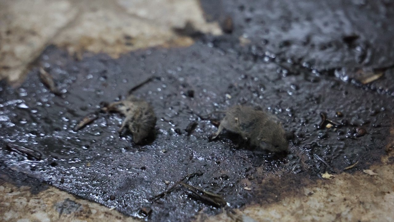 İnsan sağlığını ayaklar altına alan işletme! Yerlerde ölü fareler bulundu,   tarihi geçmiş ürünler tespit edildi