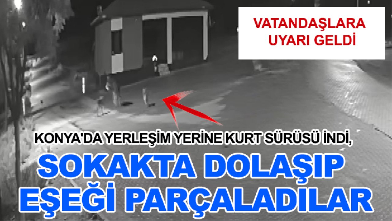 Konya'da yerleşim yerine kurt sürüsü indi, sokakta dolaşıp eşeği parçaladılar