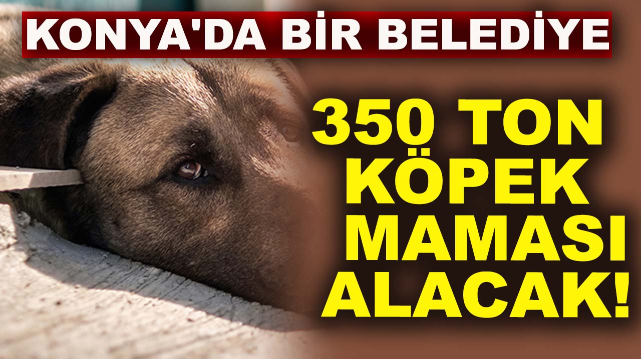 Konya'da bir belediye 350 ton köpek maması alacak!