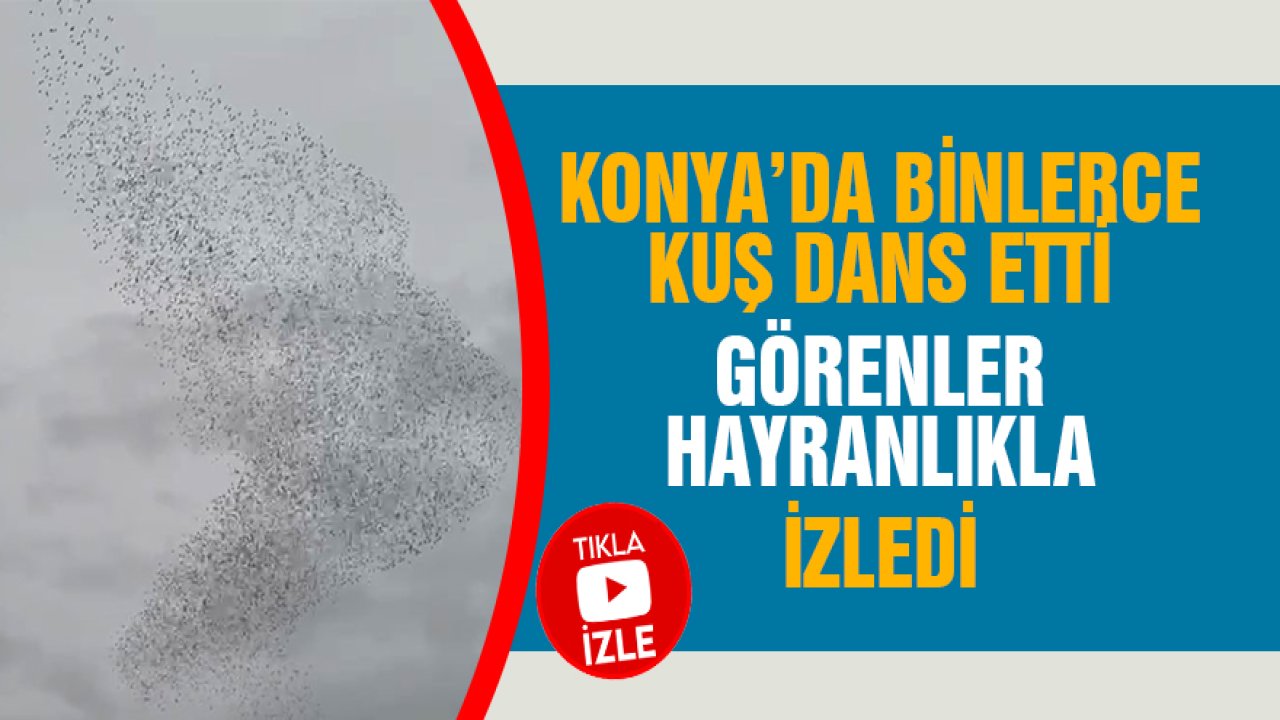 Konya’da binlerce kuş dans etti görenler hayranlıkla izledi