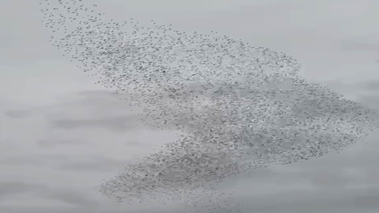 Konya'da sığırcık kuşları görsel şölen oluşturdu