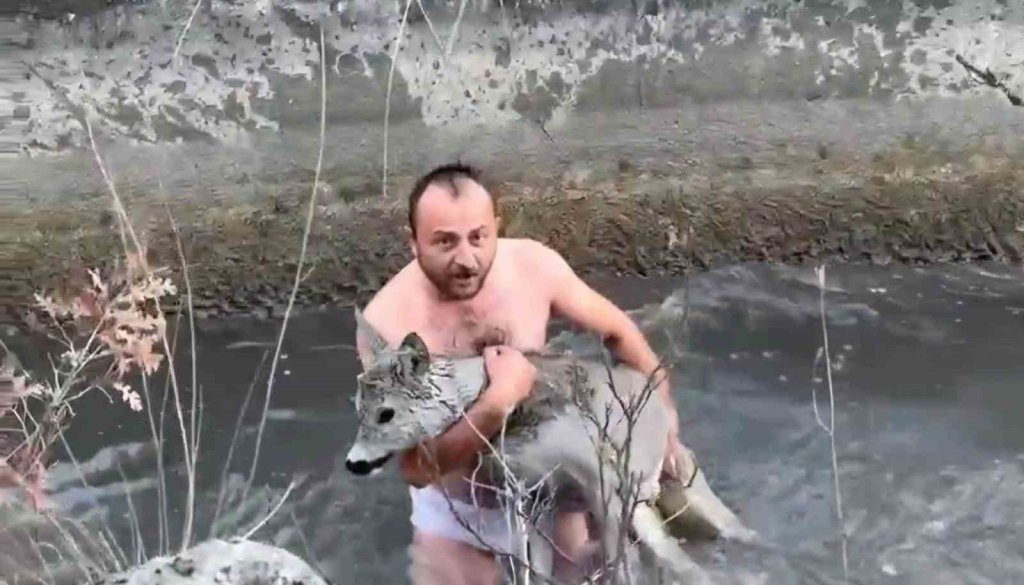 Su kanalına düşen karaca kurtarıldı