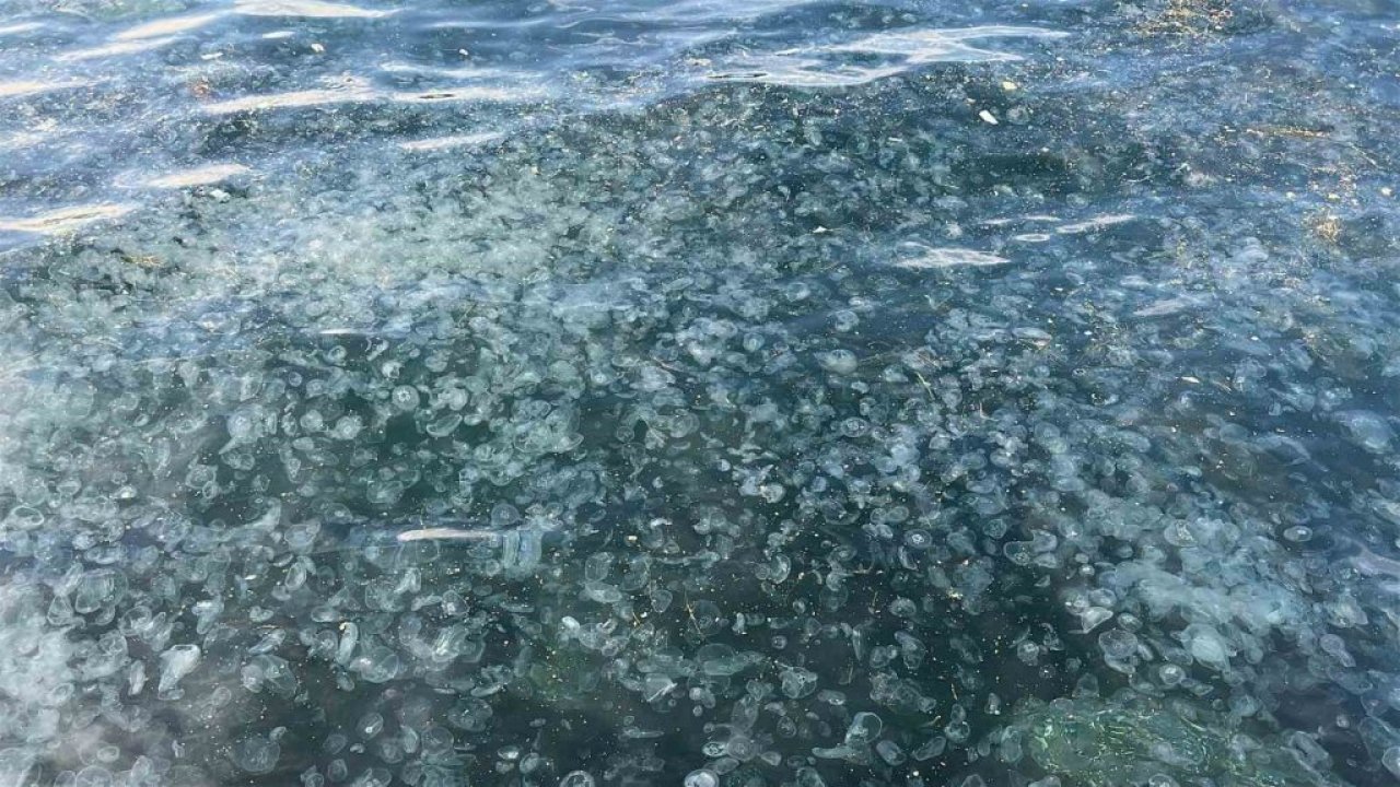 İstanbul'daki bu görüntülere bir anlam verilemedi! Binlercesi kıyıya vurdu