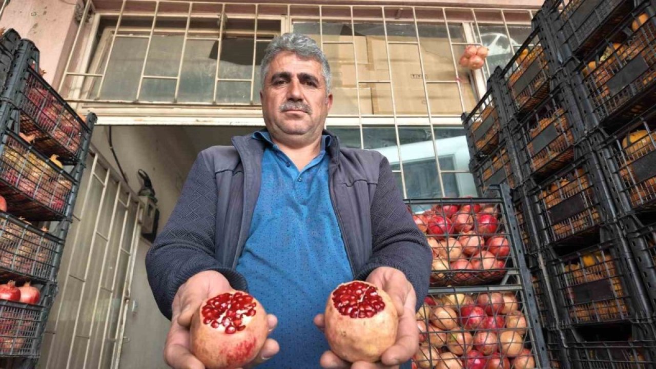 Zivzik narında verim yarı yarıya düştü