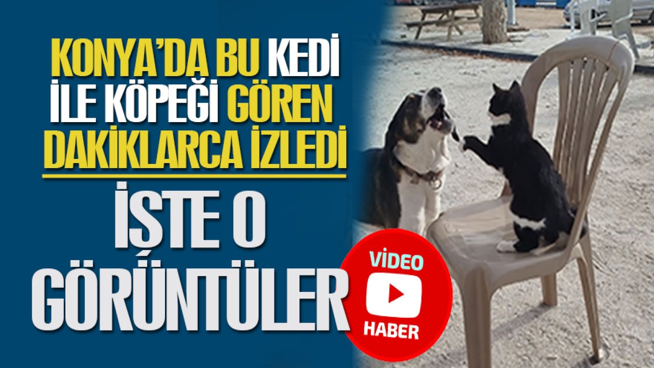 Konya'da bu kedi ile köpeği görenler şaşkınlıkla onları izledi