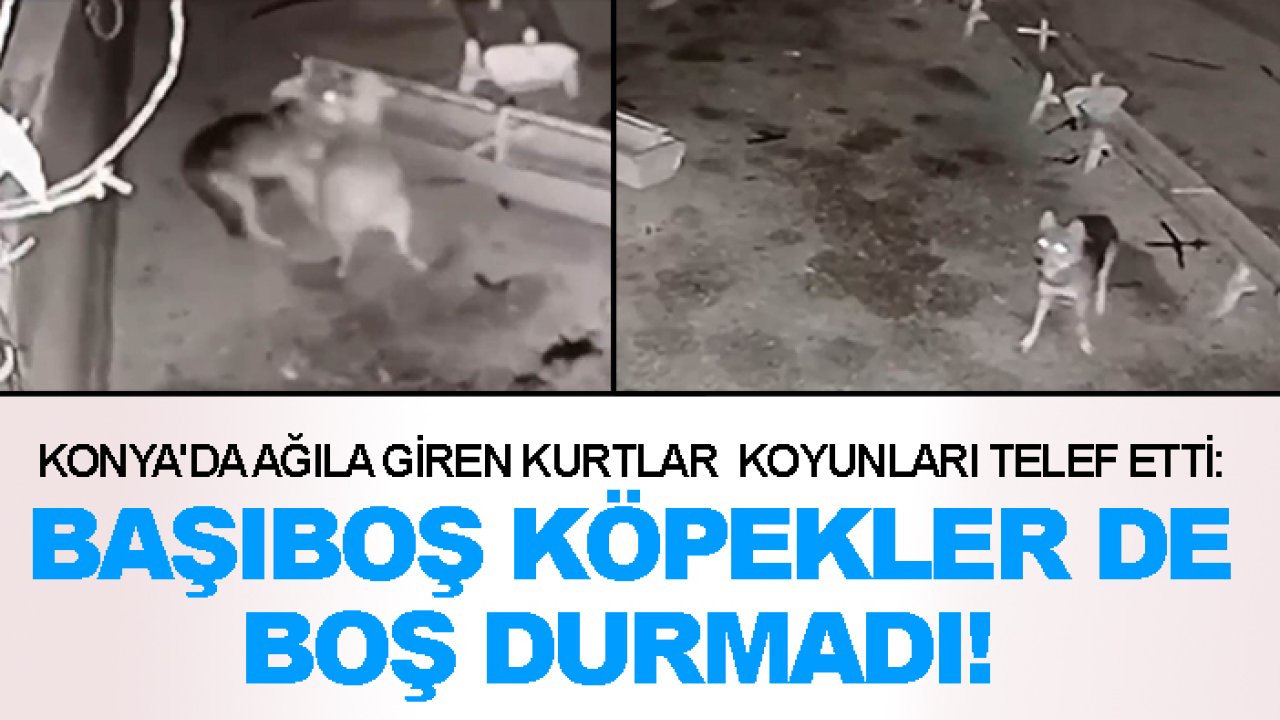 Konya'da ağıla giren kurtlar koyunları telef etti: Başıboş köpekler de boş durmadı!