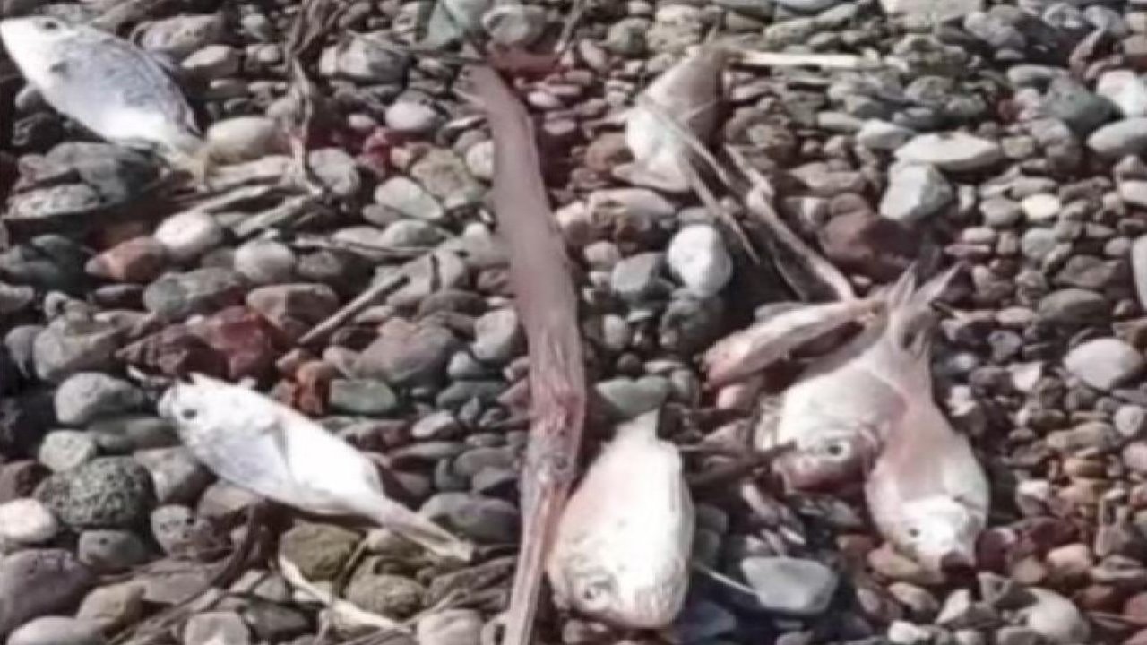 Ölü balıklar kıyıya vurdu!