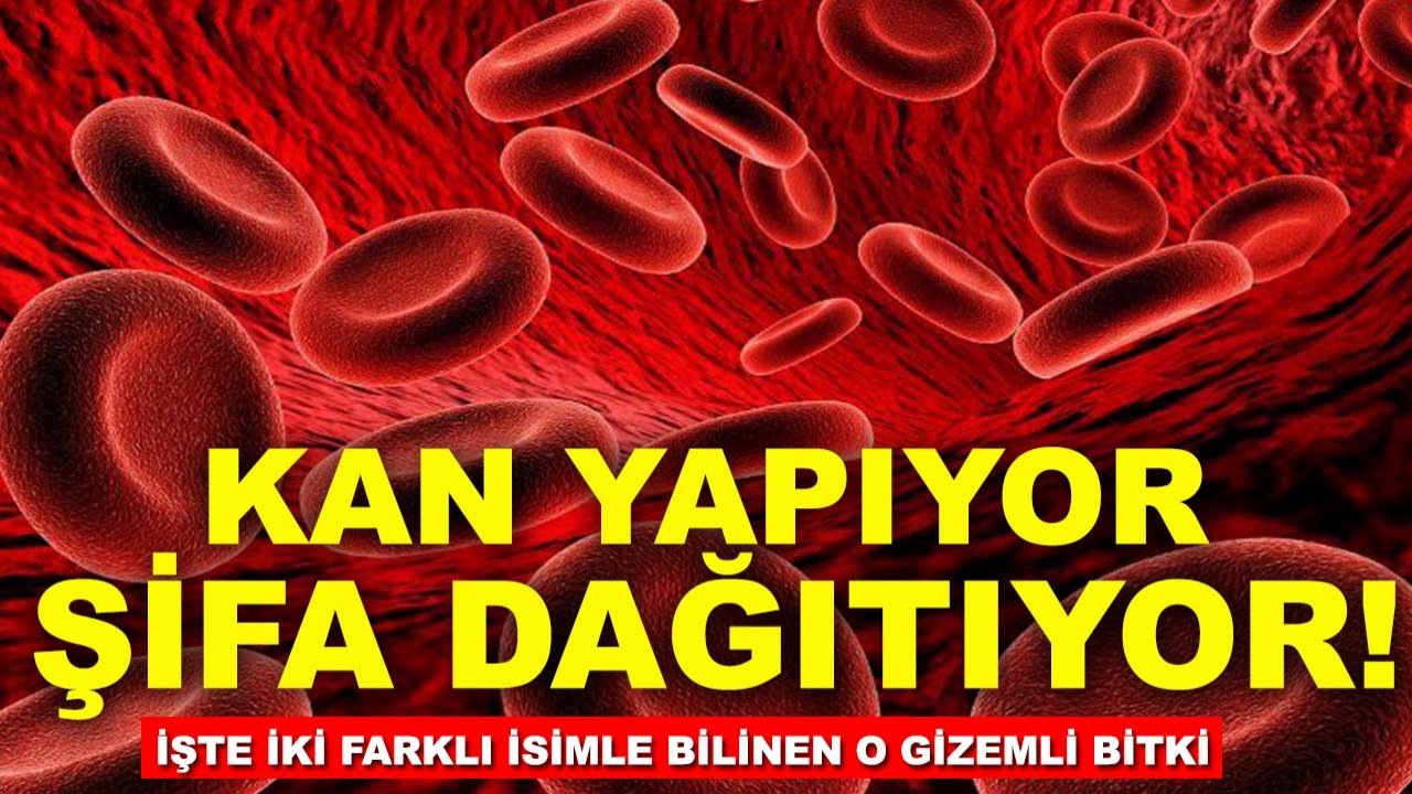 Kan yapıyor, şifa dağıtıyor! İşte iki farklı isimle bilinen o gizemli bitki