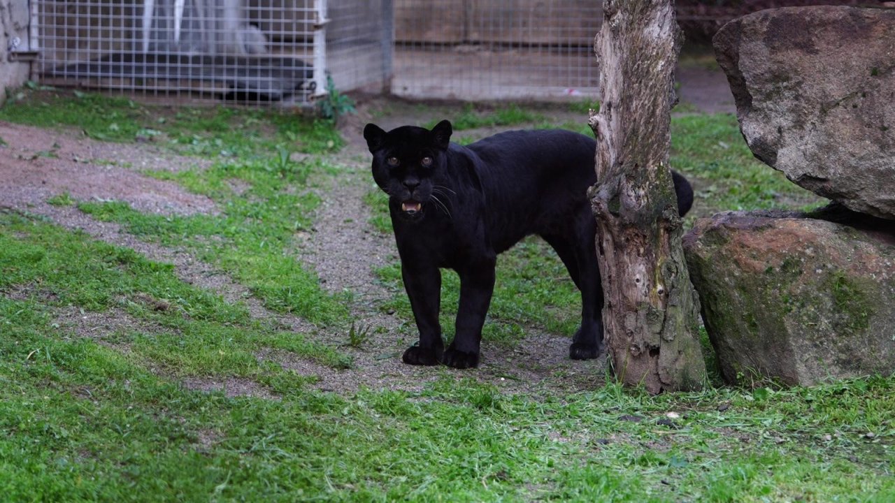 İzmir Doğal Yaşam Parkı’na siyah jaguar ve bozayı geldi