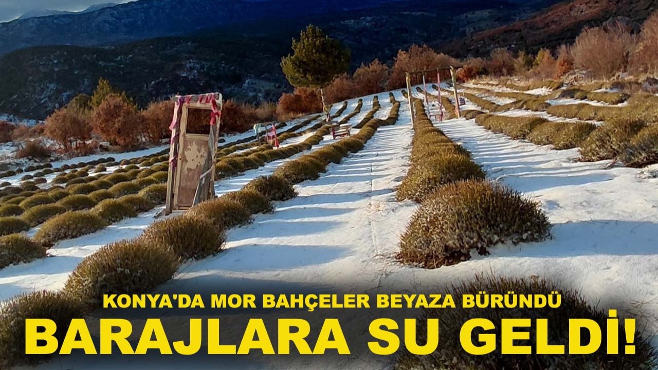 Konya'da mor bahçeler beyaza büründü, barajlara su geldi!