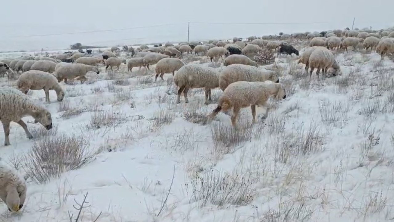 Sivas’ta koyunlar kar altında kaldı, çoban türküleriyle ile mest etti