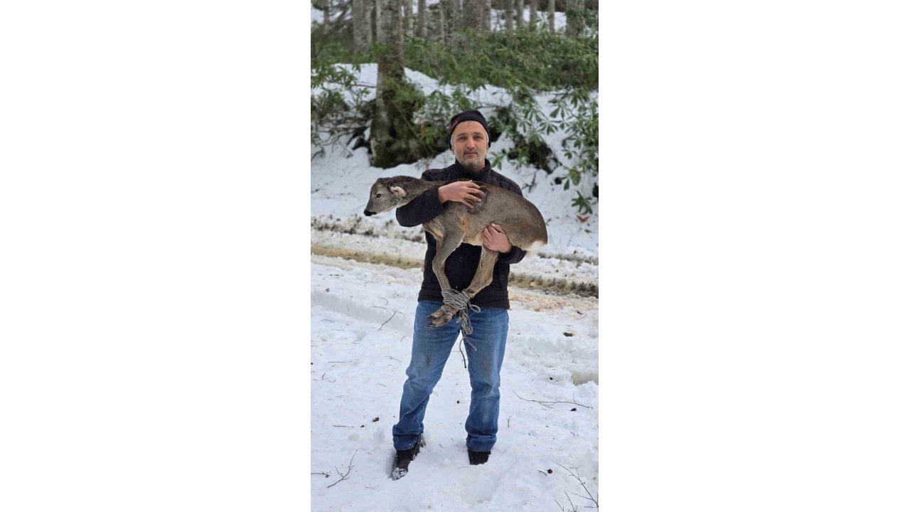 Düzce’de yaralı halde bulunan yavru karaca koruma altına alındı