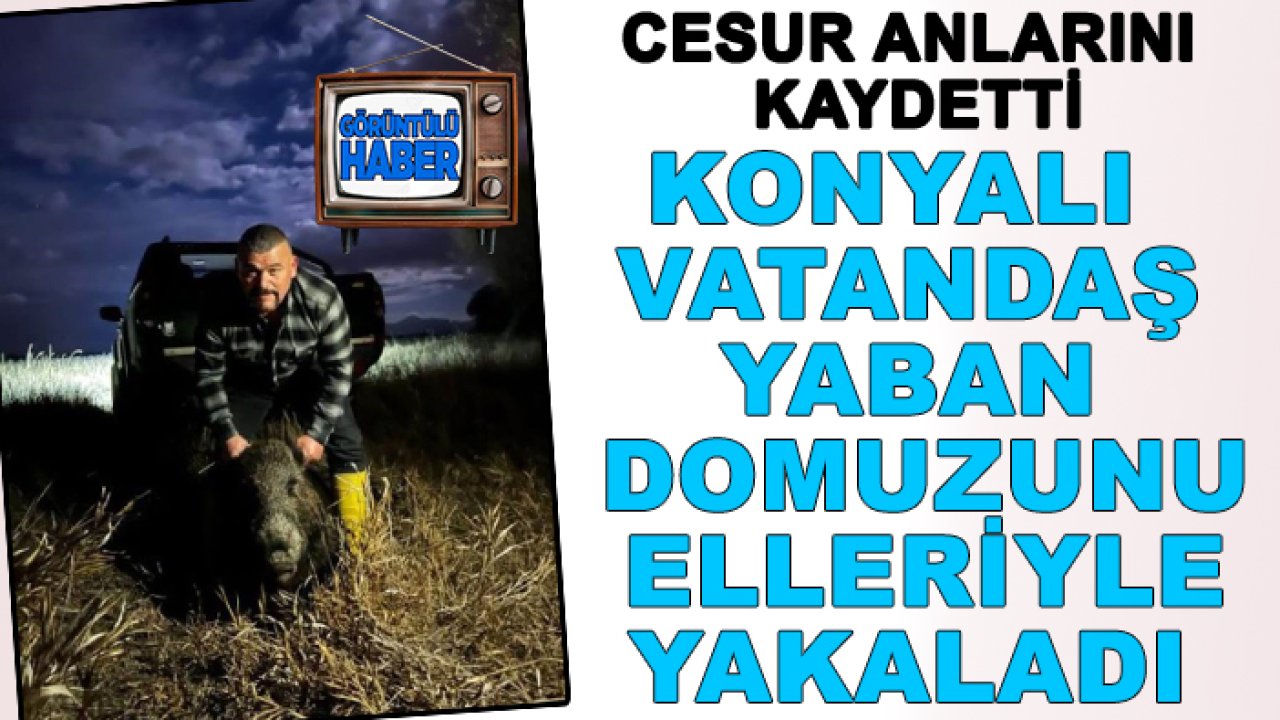 Mallarına zarar veriyordu: Konyalı vatandaş yaban domuzunu elleriyle yakaladı