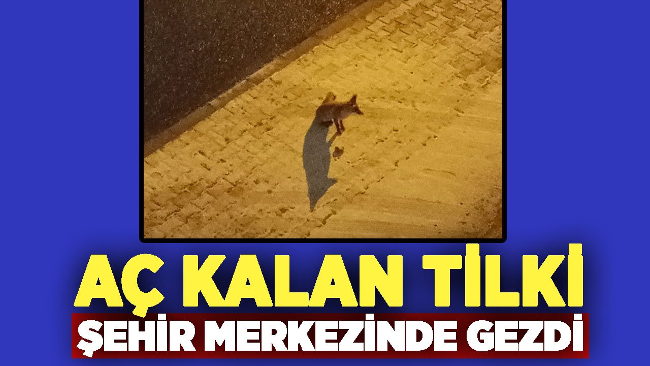 Görüntüler Selçuklu'dan: Aç kalan tilki şehir merkezinde gezdi