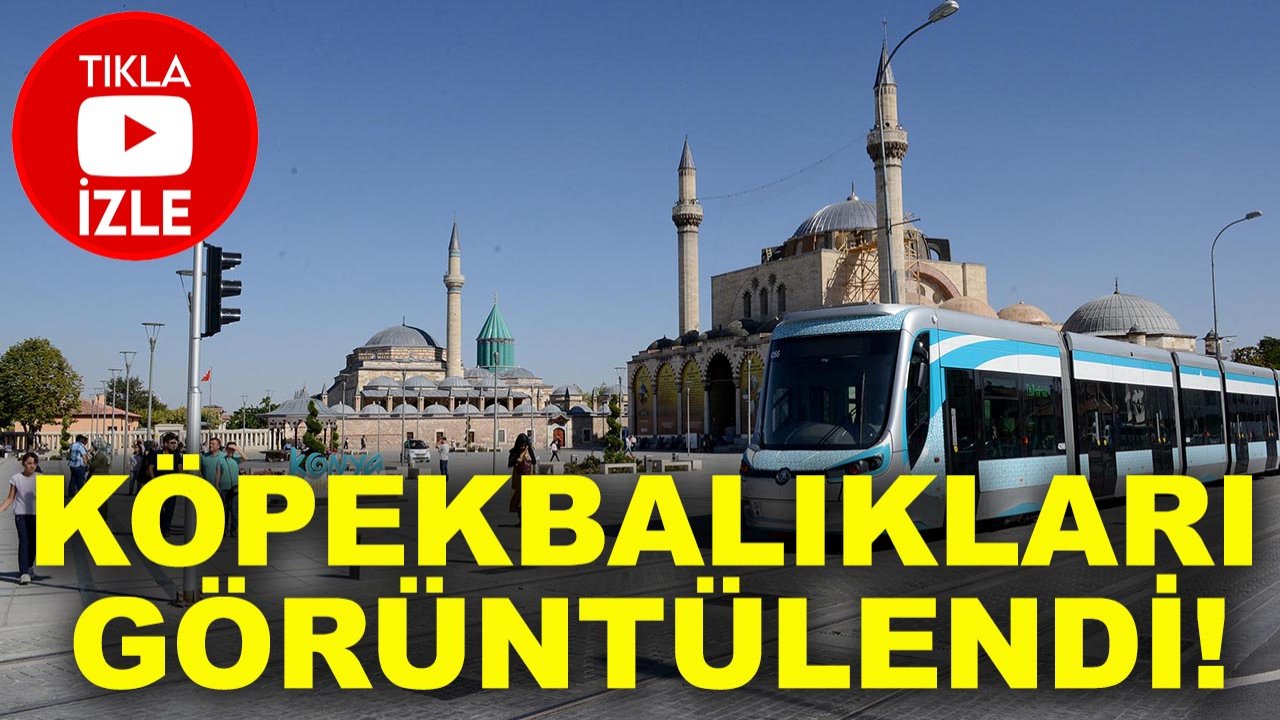 Konya’nın tramvayında köpekbalıkları görüntülendi!