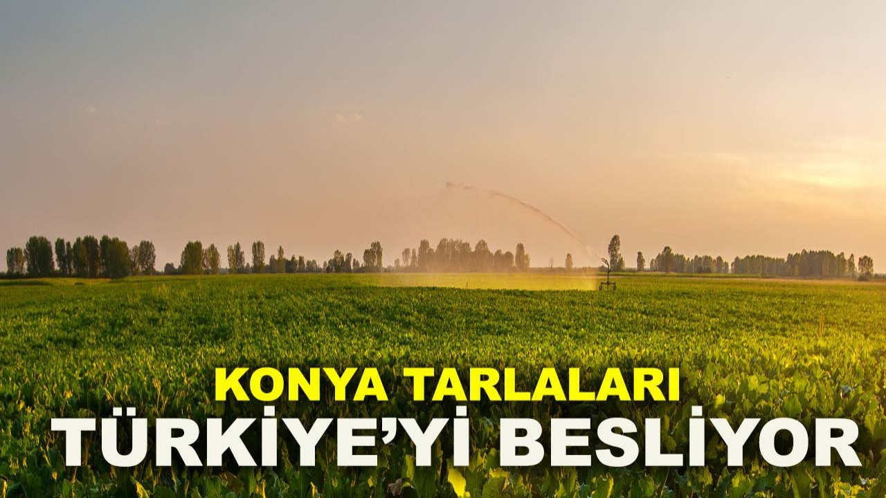 Şeker üretiminde rekor yıl! Konya tarlaları Türkiye’yi besliyor