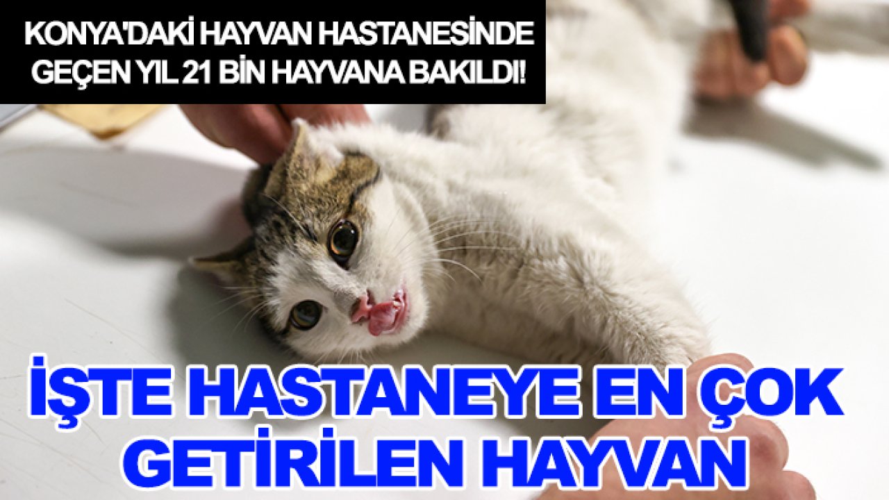 Konya'daki hayvan hastanesinde geçen yıl 21 bin hayvana bakıldı! İşte hastaneye en çok getirilen hayvan