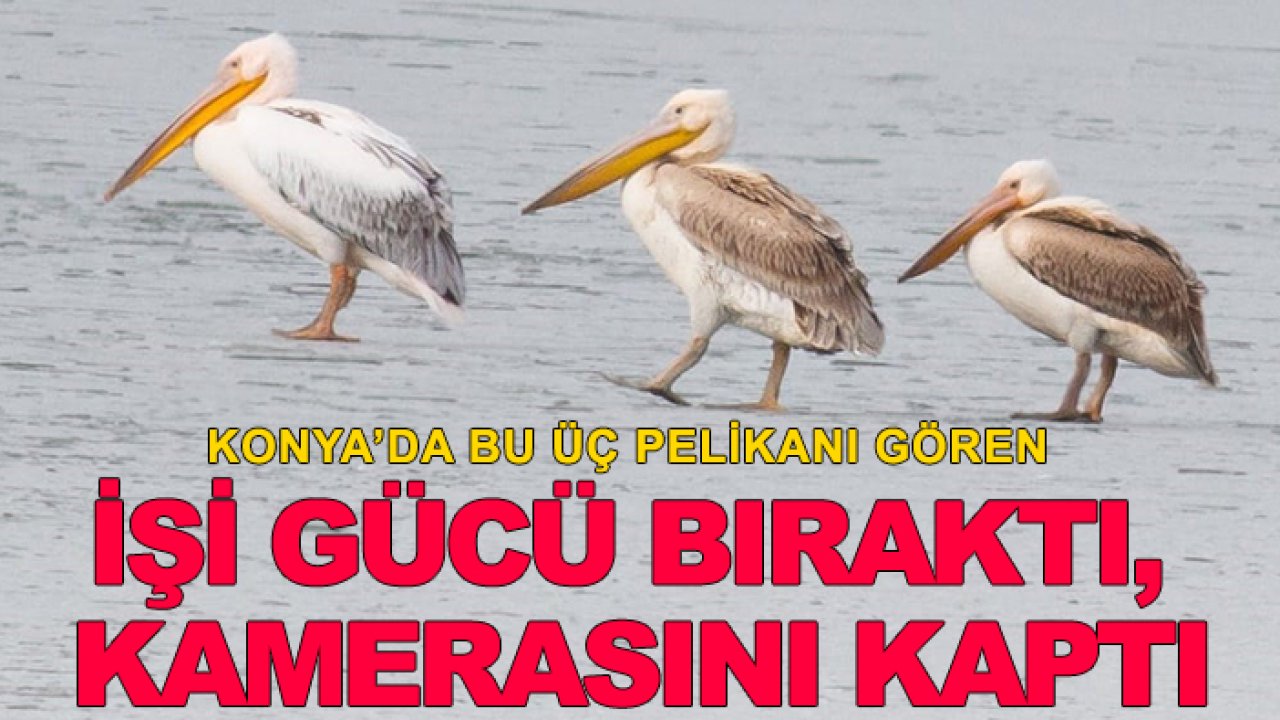 Konya'daki parkta pelikanlar görüldü! Fotoğraf tutkunları akın etti