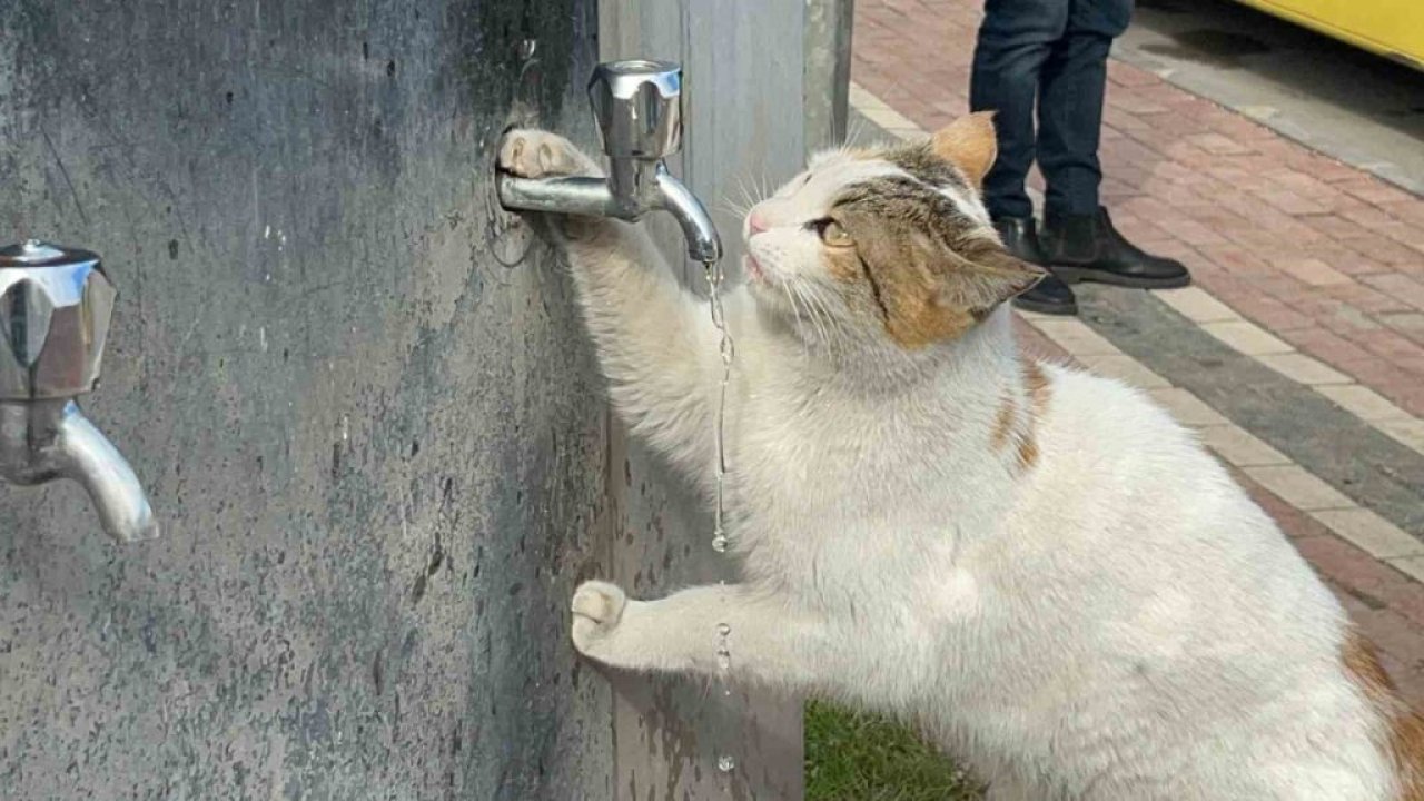 Kedi patisiyle çeşmeyi işaret etti, vatandaşlar musluğu açtı