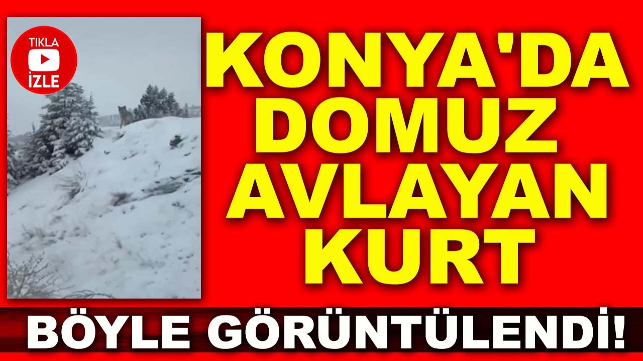 Konya'da domuz avlayan kurt böyle görüntülendi!