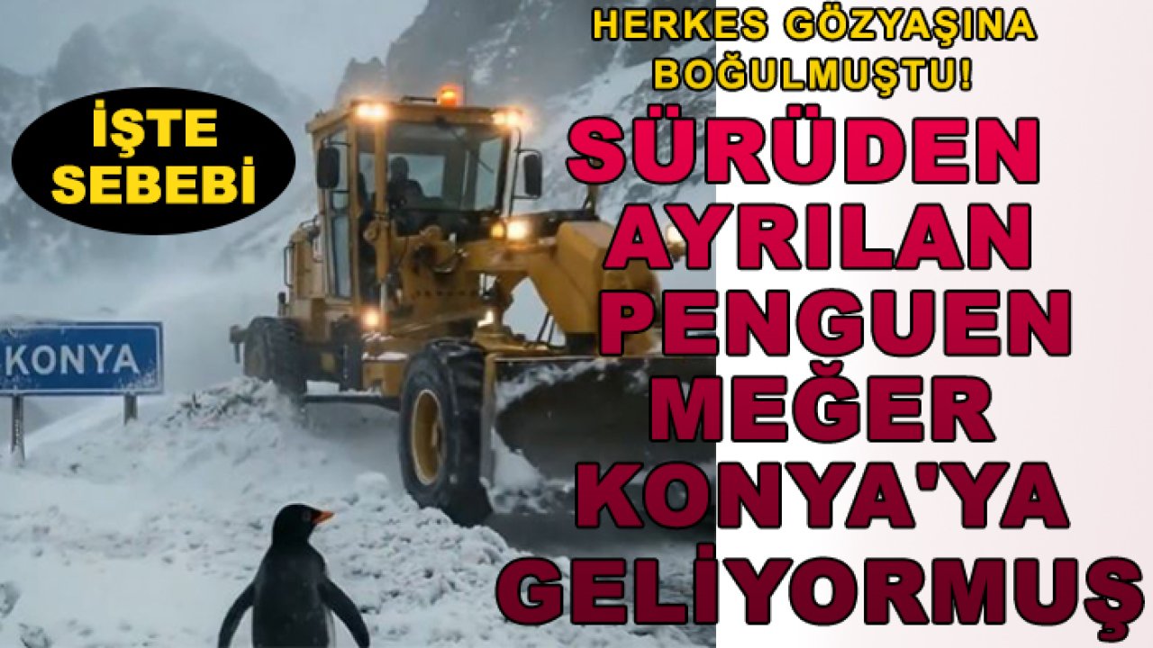 Herkes gözyaşına boğulmuştu! Sürüden ayrılan penguen meğer Konya'ya geliyormuş: İşte sebebi