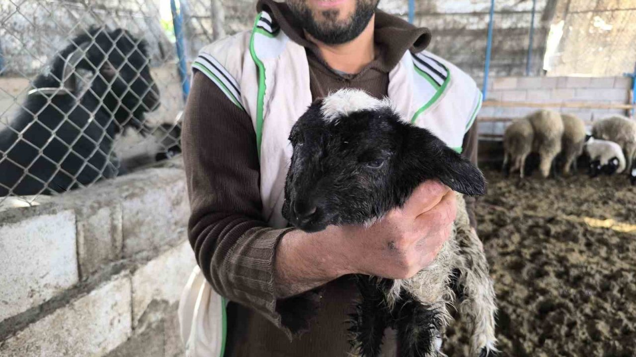 Çift başı ve 4 gözü ile doğan kuzu yaşama tutundu