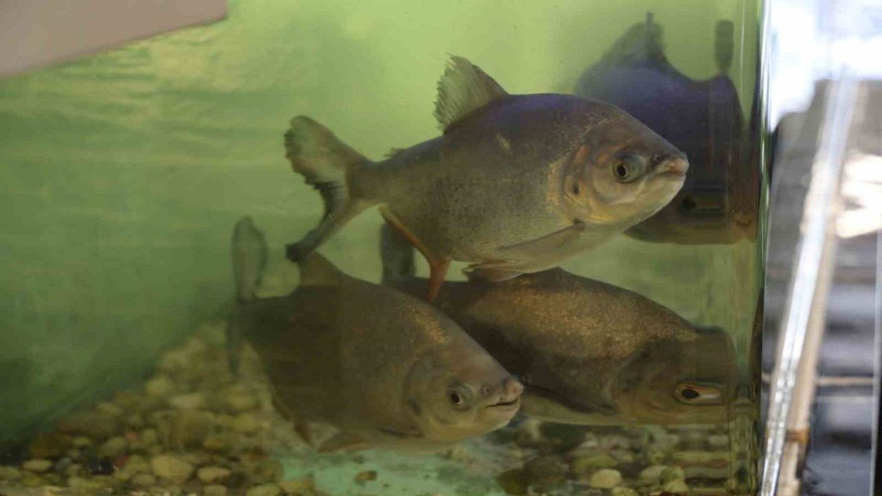 Pes dedirten beslenme: Piranalar 12 yıdır kelle paçayla besleniyor