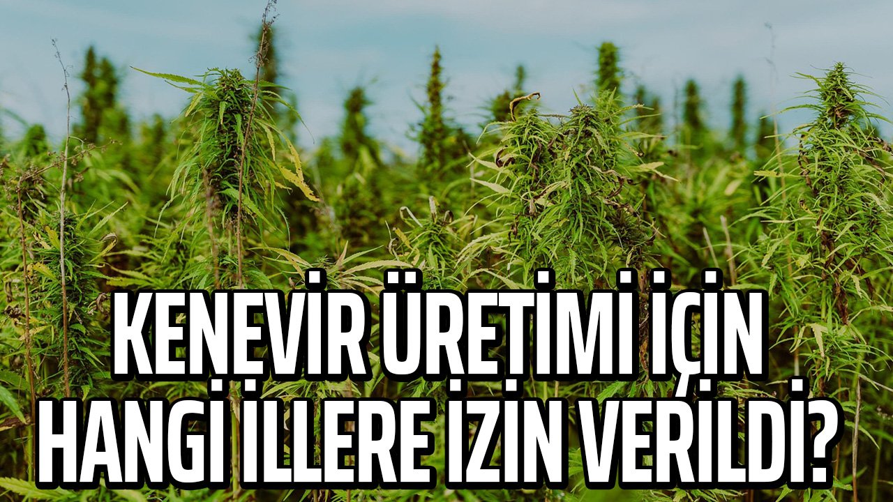 Kenevir üretimi için hangi illere izin verildi?