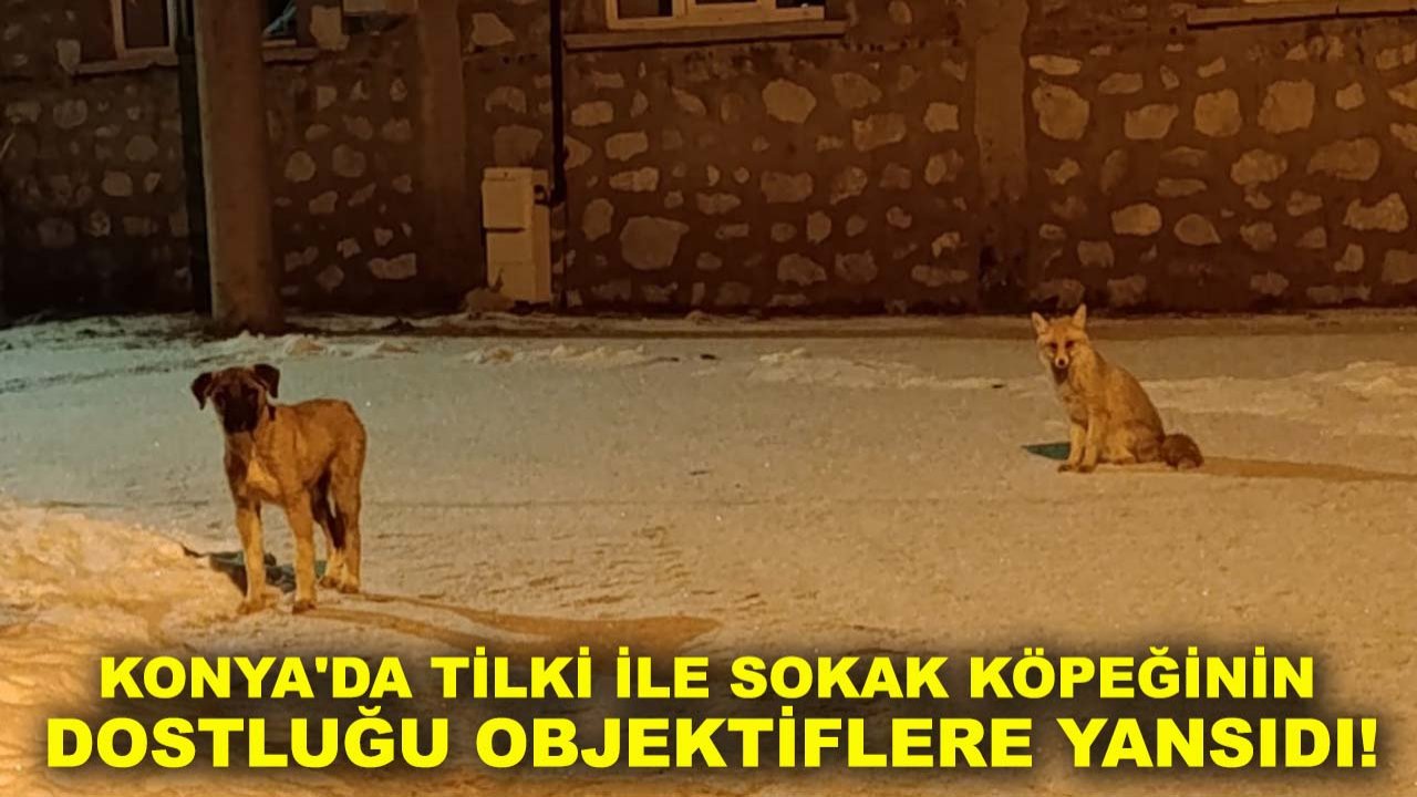 Konya'da tilki ile sokak köpeğinin dostluğu objektiflere yansıdı!