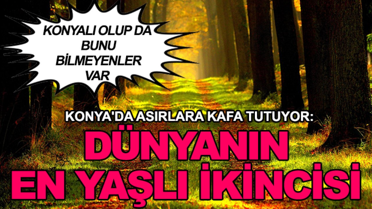 Konya'da asırlara kafa tutuyor: Dünyanın en yaşlı ikincisi