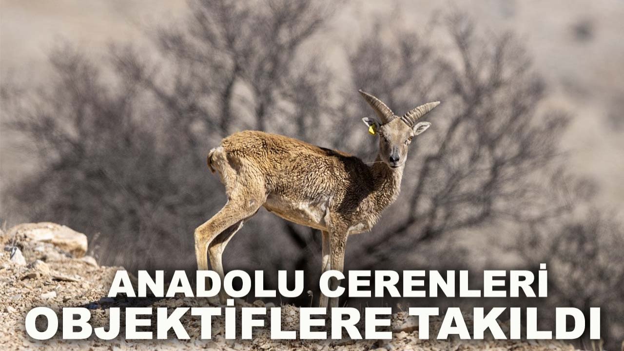 Konya’da nadir görülen anlar: Anadolu cerenleri objektiflere takıldı