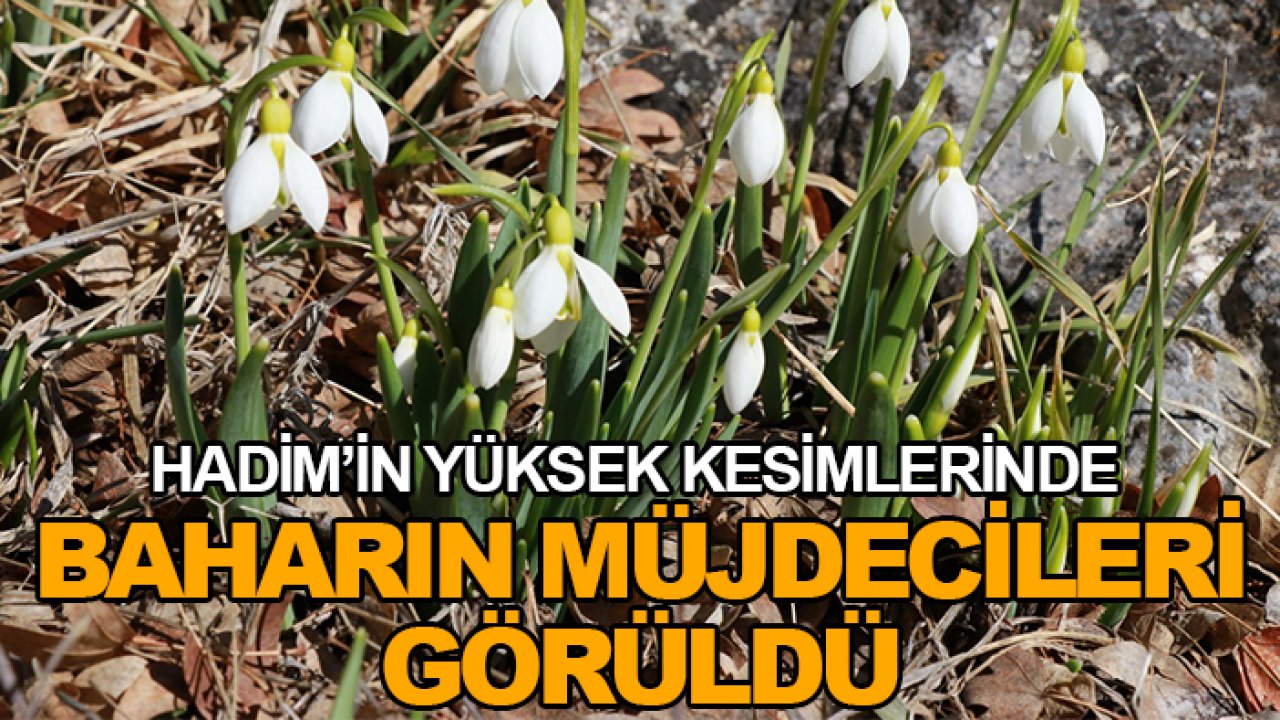 Hadim’in yüksek kesimlerinde baharın müjdecileri görüldü