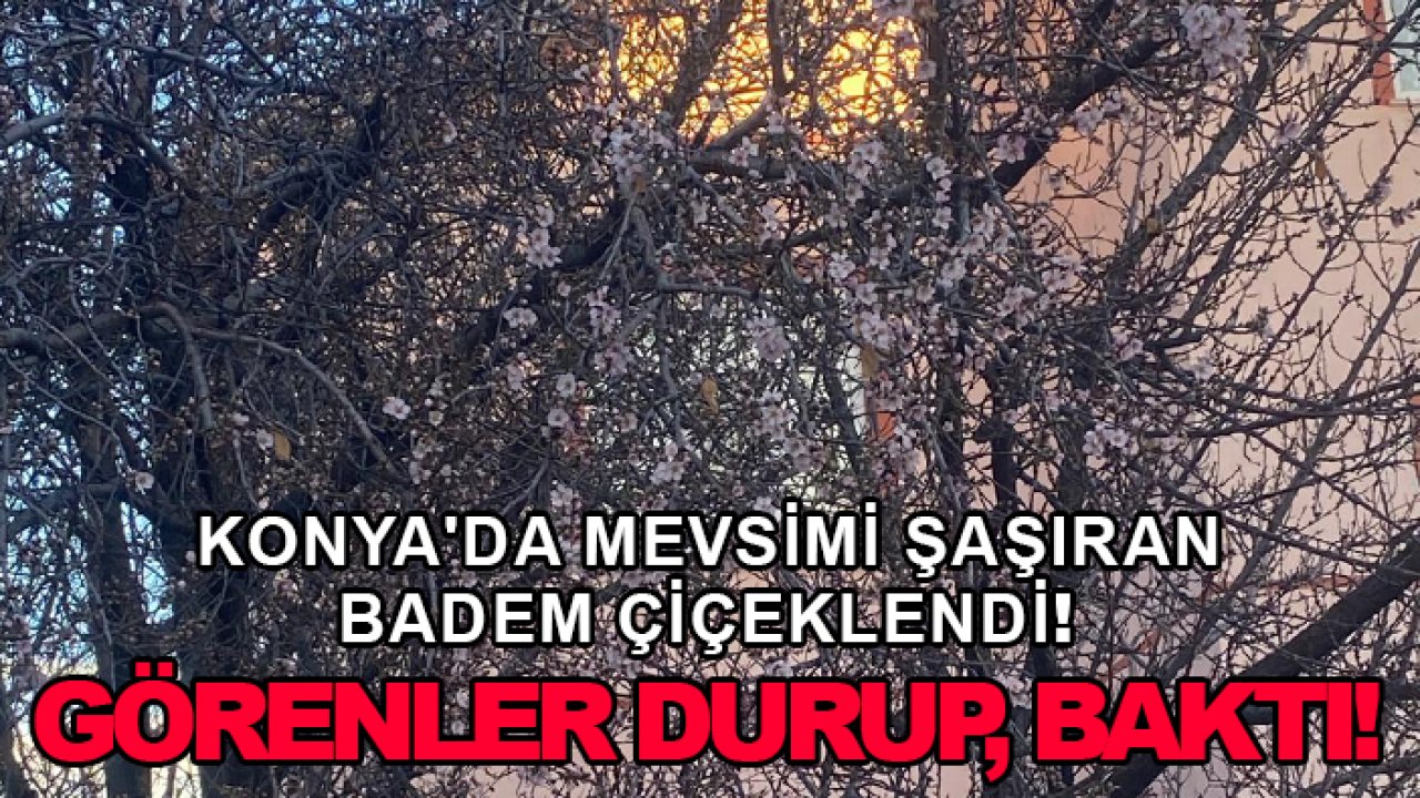 Konya'da mevsimi şaşıran badem çiçeklendi! Görenler durup, baktı!