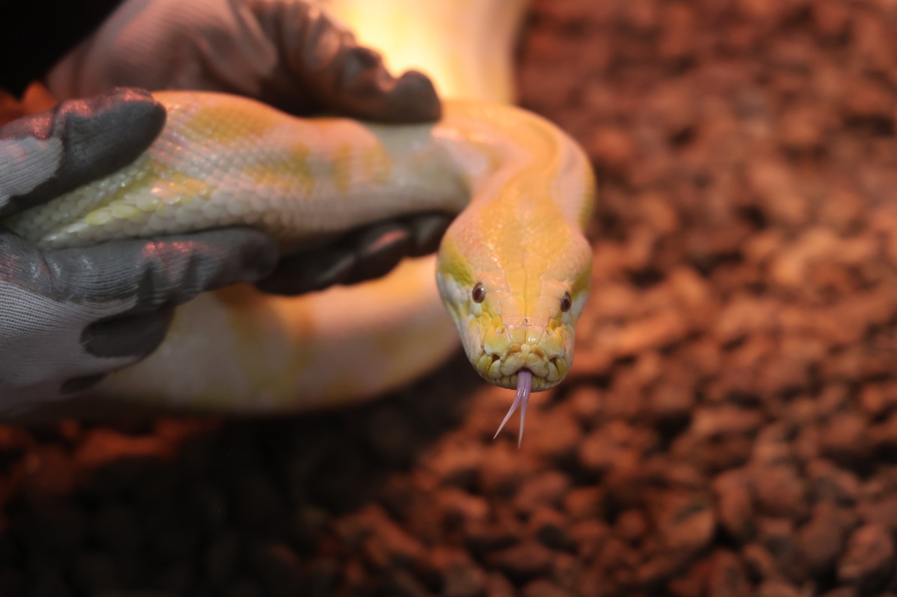 Denizli'de el konulmuştu! Albino Burma pitonunu Konya koruma altına aldı