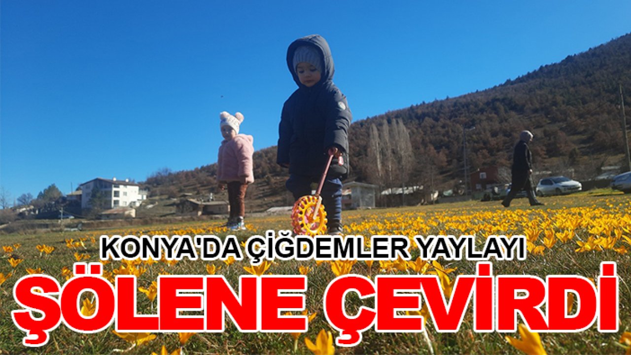 Konya'da çiğdemler yaylayı şölene çevirdi