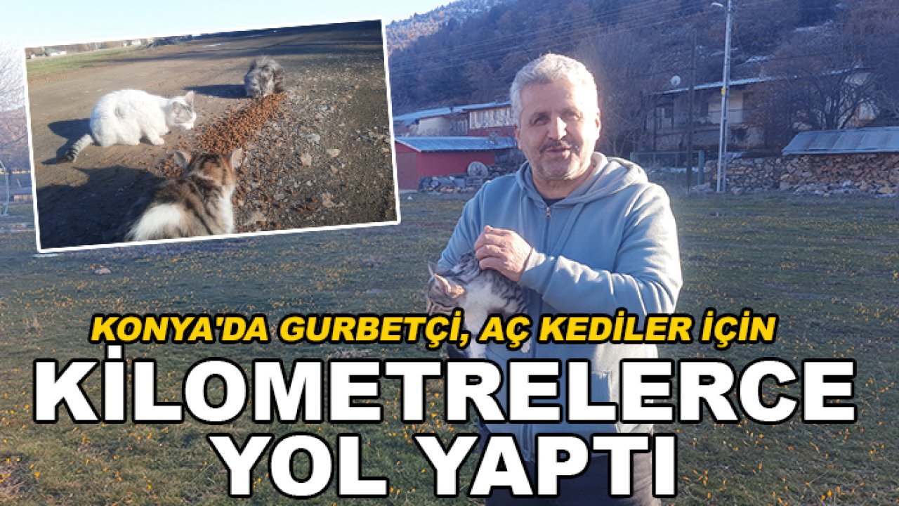Konya'da gurbetçi, aç kediler için kilometrelerce yol yaptı