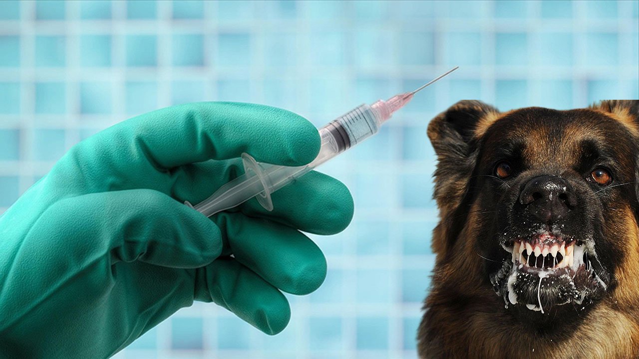 İstanbul’da kuduz alarmı! 124 bin kişi hastaneye başvurdu