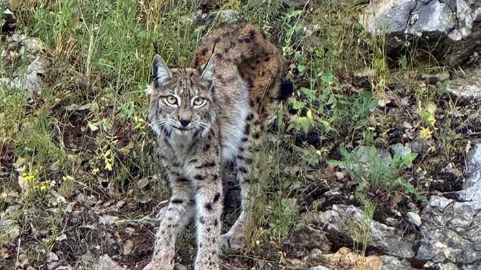 Ormanların şahı, aslanların kuzeni Erzincan'da görüldü! Avlayan 870 bin TL ödeyecek