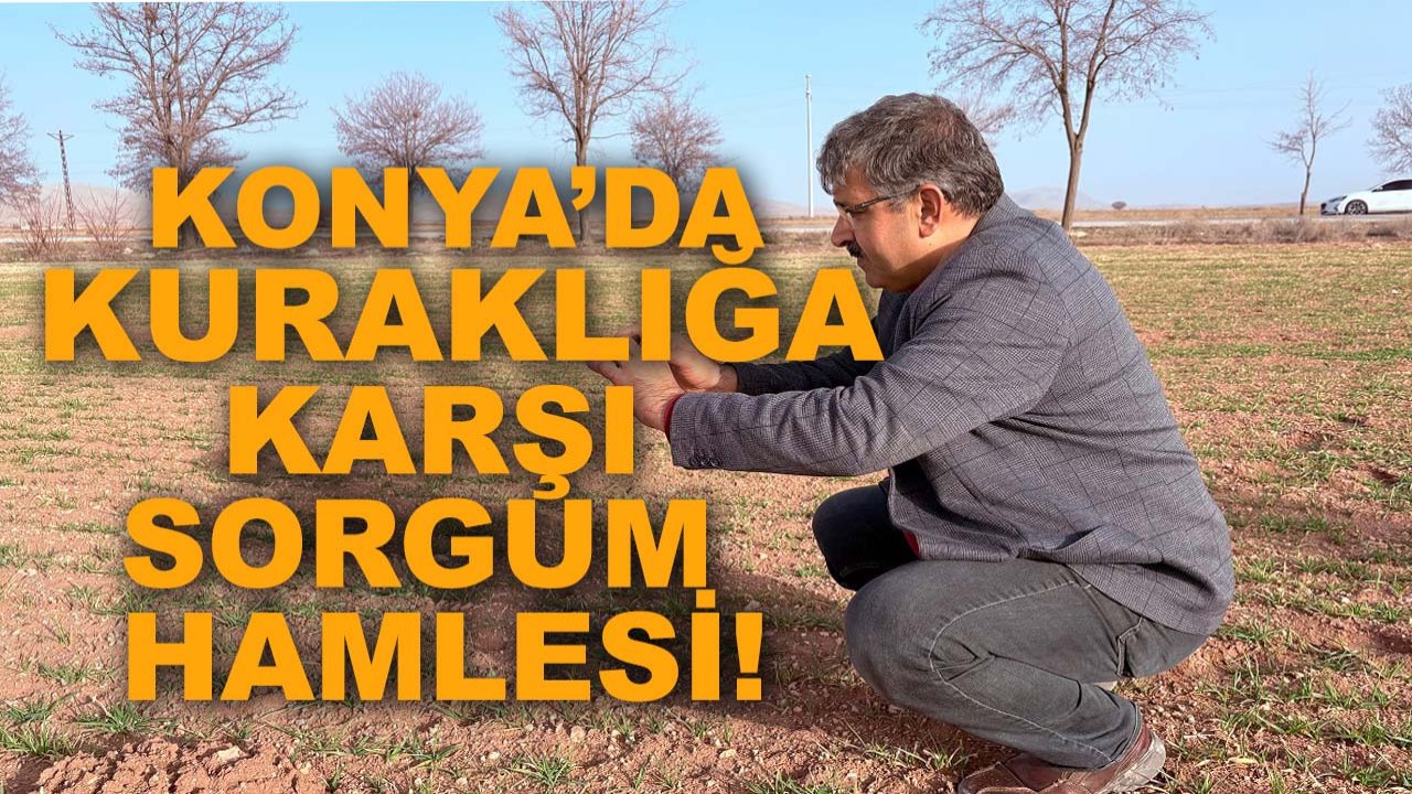 Konya’da kuraklığa karşı sorgum hamlesi!