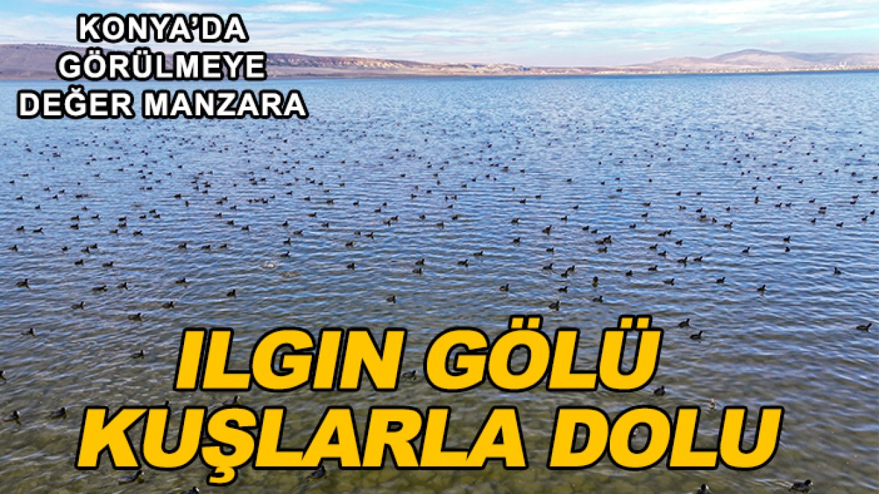 Konya’da görülmeye değer manzara: Ilgın Gölü kuşlarla dolu