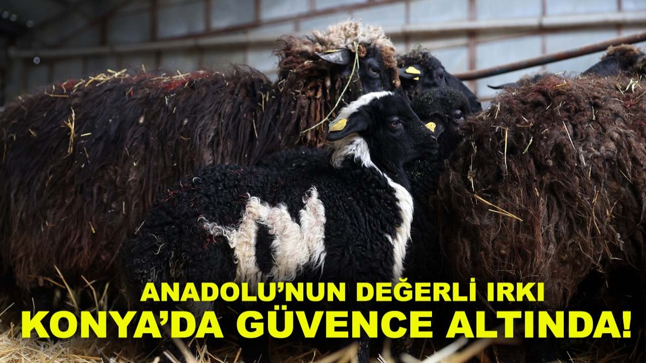 Anadolu’nun değerli ırkı Konya’da güvence altında!