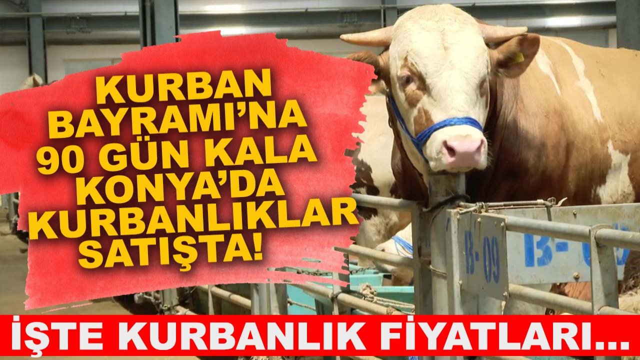 Kurban Bayramı’na 90 gün kala Konya’da kurbanlıklar satışta! İşte kurbanlık fiyatları…