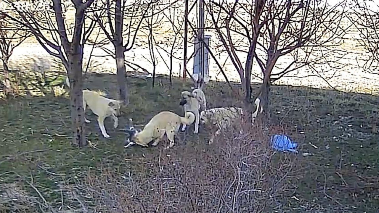 Karaman’da başıboş köpek dehşeti: Kediyi parçaladılar!